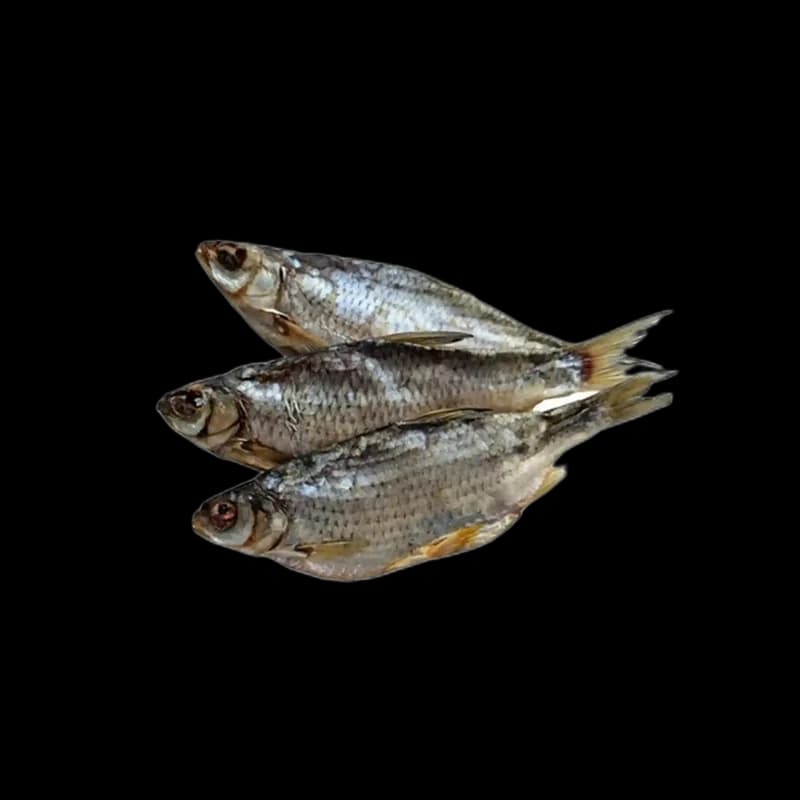 Vobla solená–sušená, nevykuchaná, 17–20 cm, 1/5 kg