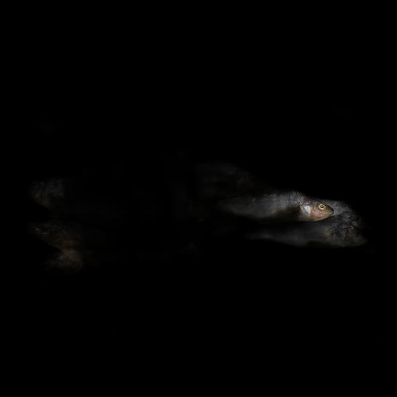 Okoun říční sušený, solený, nevykuchaný, 7-10 cm, 10 kg — 2
