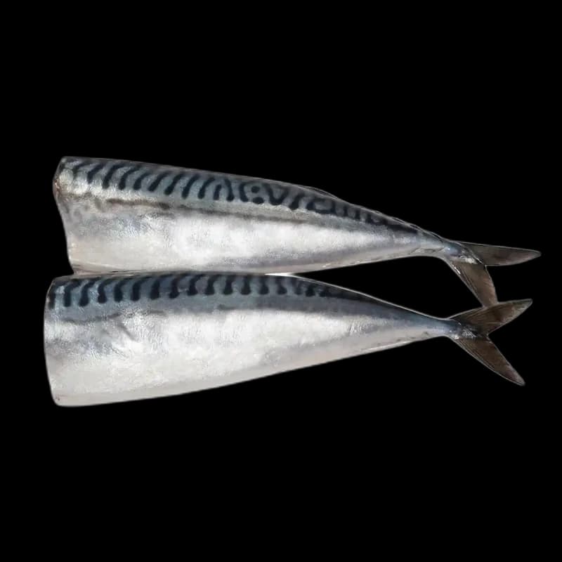Fish prodact Premium Makrela maloslana v kořeněném nálevu, 5l/3kg